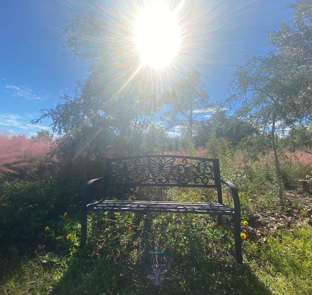 Bench and Sun