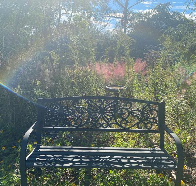 Bench and Pink Grass