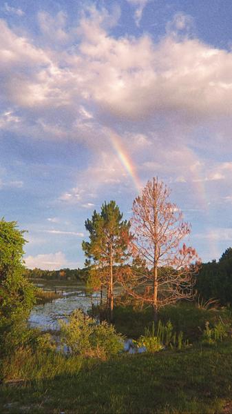 Rainbow and Trees