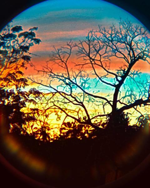 Sunset through Tree Silhouette